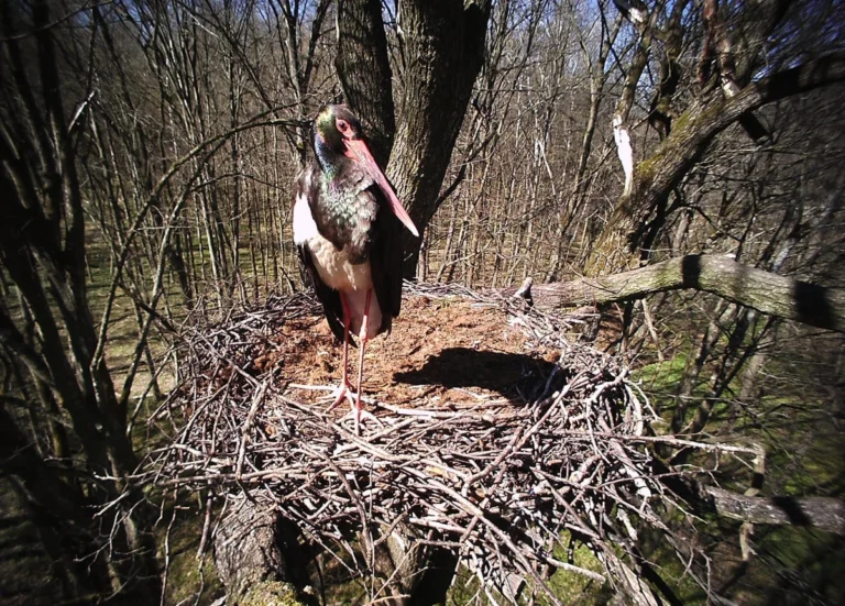 На Львівщині створили першу охоронну зону для захисту рідкісних птахів