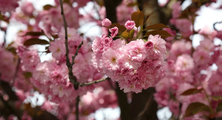 У Львові цвітуть сакури: найкращі місця