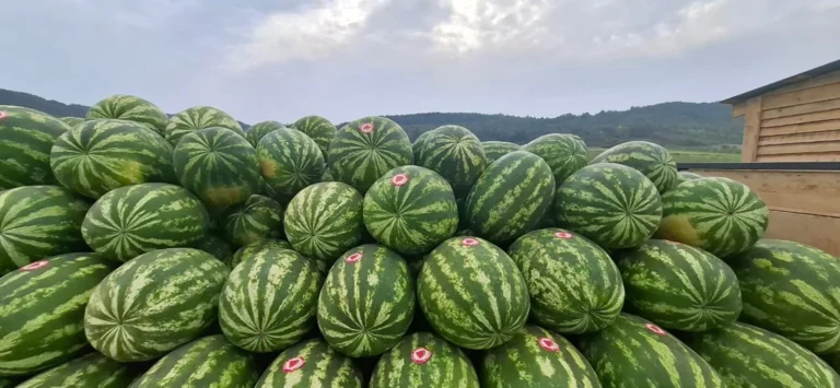 Студенти Львівщини навчаються вирощувати кавуни