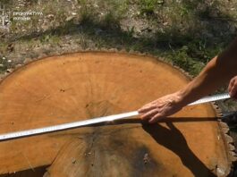 На Львівщині у заповіднику вирубали дубів на 1 млн грн