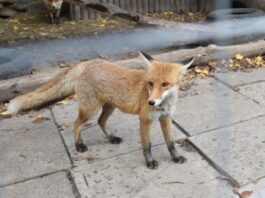 У Львівській області є загроза спалахів сказу: популяція диких тварин у кілька разів перевищує норму