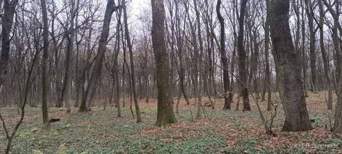 u-sheptytskomu-rayoni-vyyavyly-starovikovyy-dubovyy-lis