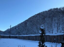 ДБР завершило низку справ на Закарпатті щодо забудови лісу, маєтків і незаконної рубки