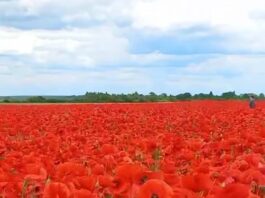 На Львівщині переорали макове поле