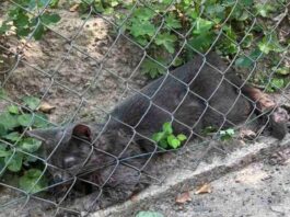 У Львові запровадили карантинні обмеження через виявлення сказу у кота