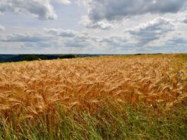 Стартувала реєстрація на програму TalentA-2026–2027 для жінок-фермерок
