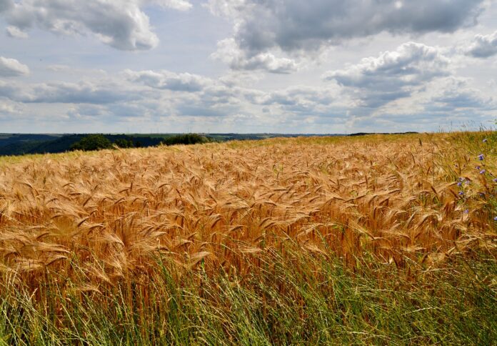 spring-barley-4367964_1280